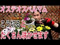 【オステオスペルマム】もっとたくさん咲かせるテクニックを実践で解説します！【育て方】【ガーデニング】【園芸】