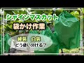 【シャインマスカット】袋かけ作業！！緑袋と白袋はどう使い分けたらいい？