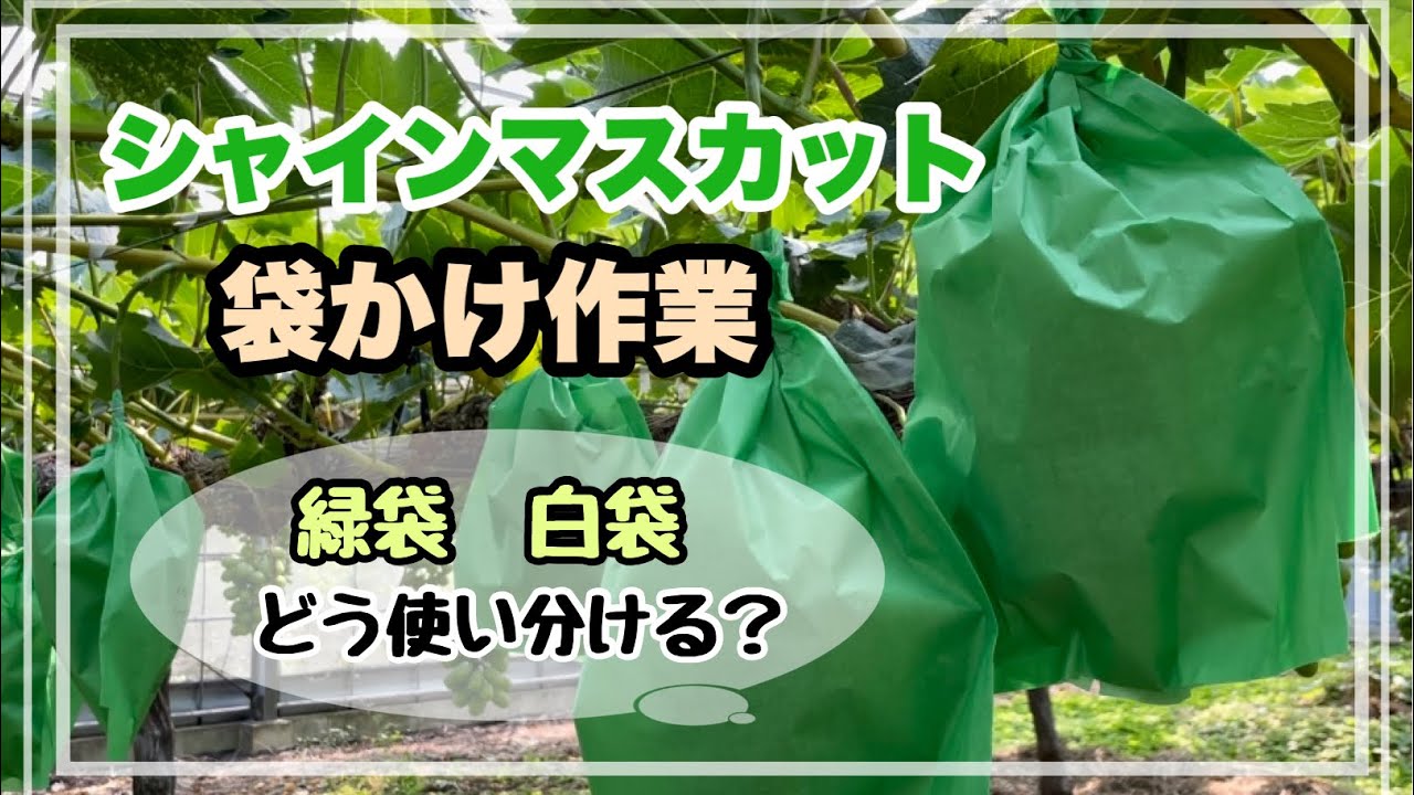 Shine Muscat] Bagging work! How should I use the green bags and