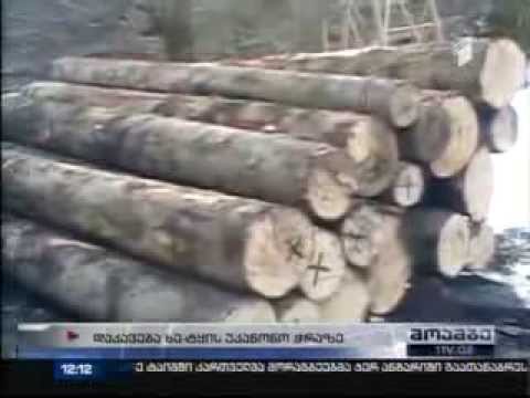 იმერეთსა და სვანეთში ხე-ტყის უკანონო ჭრის ახალი ფაქტები