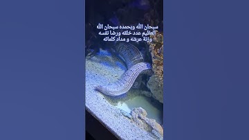#قرآن #سورة_البقرة #surahalbaqarah #قران_كريم #البقرة #سورة #tilawat #اكسبلور #surahalbaqrah