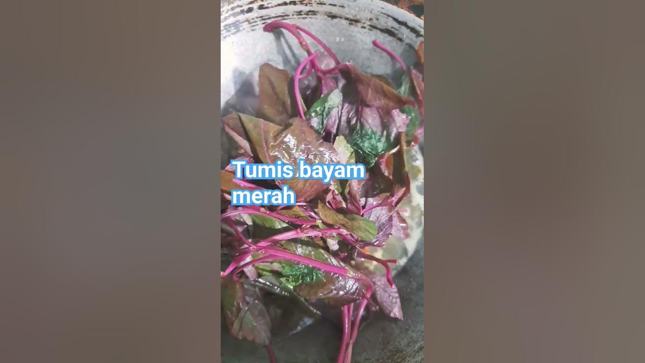 tumis bayam merah menu sehat menu sederhana