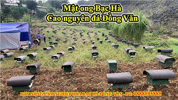 Mật ong Bạc Hà Cao nguyên đá Đồng Văn
