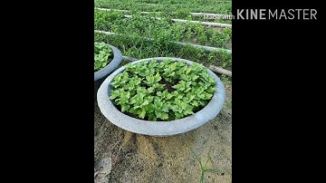 Kĩ thuật trồng hoa cúc.  Tổng hợp hình ảnh cách trồng hoa cúc chậu