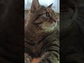 Дверной косяк 🚪🙀😉🤣#cat #кот #юмор #котушка #приколы #позитив #популярное