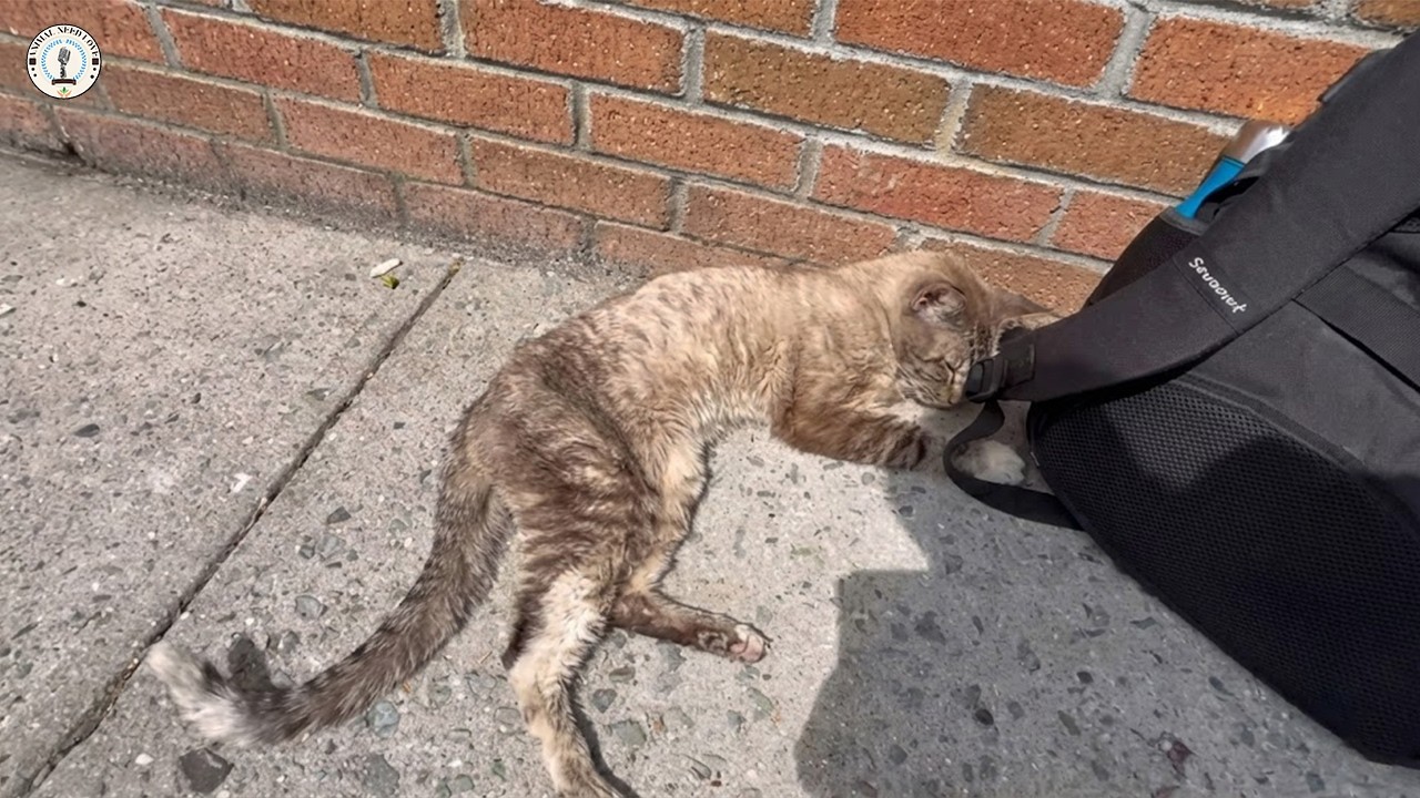 Проспавшись всю ночь на холодном бетоне, он замурлыкал, впервые почувствовав мягкую постель.