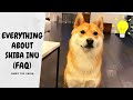 Answer All YOUR Questions About Shiba Inu | Super Shiba