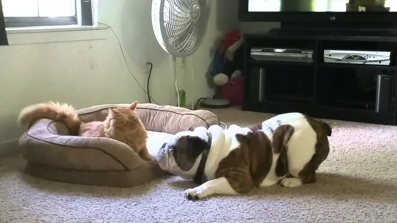 Get out of my bed! YouTube