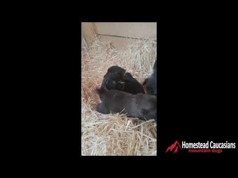 caucasian-ovcharka-puppies-at-3-weeks-old