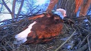 Mom Decorah Laying her 2nd egg D19 woohoo incredible,congrats to M\&D,2\/26\/14