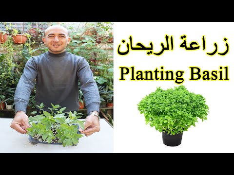 زراعة بذور الريحان في البيت بسهولة و سرعة, زراعة الحبق, Planting Basil Seeds at Home