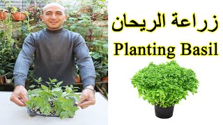 زراعة بذور الريحان في البيت بسهولة و سرعة, زراعة الحبق, Planting Basil Seeds at Home