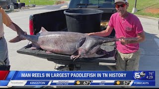 Man reels in largest paddlefish in TN history