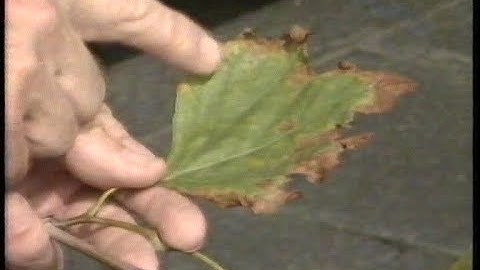 Plane Trees in London - Under threat from road salt - Thames News 26th August 1987