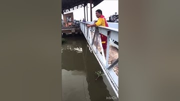 Chài dính bầy cá Cóc khủng trên Sông Hậu