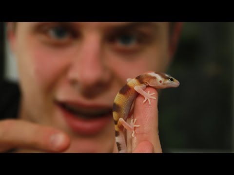 Les Premiers Bebes Gecko Leopard De Mon Elevage Suivi D Elevage Eublepharis Youtube Les Premiers Bebes Gecko Leopard De Mon Elevage Suivi D Elevage Eublepharis Youtube