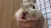 うさぎの毛球吐き出し 10夏 Youtube うさぎの毛球吐き出し 10夏 Youtube