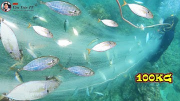 Ngư Dân Bắt Được Đoàn Cá Lớn Sau 2 Ngày Tìm Kiếm | Văn Tiên TV