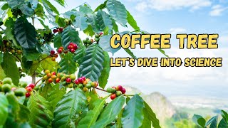 Coffee Tree: Let’s Dive Into Science!