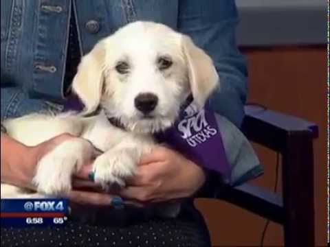 horseshoe bend Frito visits Good Day FOX 4