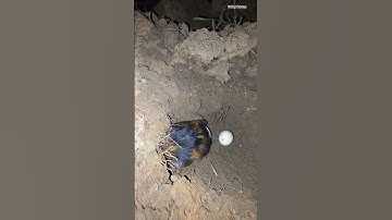 Thumbnail of WOW this animal lays eggs #song #animals