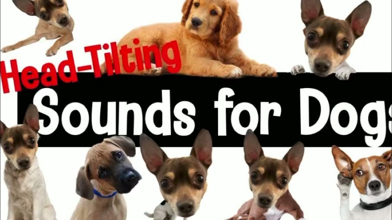 Sounds That Make Your Dogs Head Tilt Sonuds that make your dogs head tilt (sounds dogs love) - YouTube