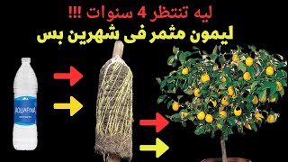 الترقيد الهوائى لليمون بأبسط واسهل واضمن طريقه .. مش محتاجه فن ..