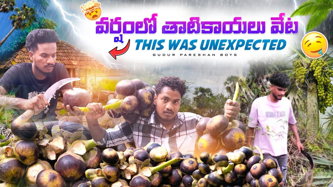 ⛈️ వర్షంలో తాటికాయలు వేట ￼ 😂 || Fresh Toddy Palm Taadi Munjulu Summer Special Jelly 😋