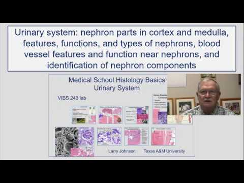 Nephron Parts in Cortex and Medulla, Features, and Types of Nephrons, Blood Vessel Functions