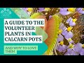 What kinds of bonus plants grow in carnivorous plant pots