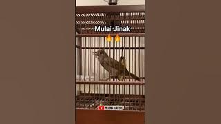 KAPAS TEMBAK MULAI JINAK‼️ #kapastembakgacor