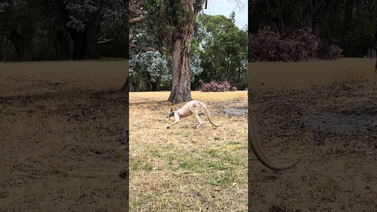 Ancient kangaroo so slow Cleland Wildlife Sanctuary Adelaide Australia
