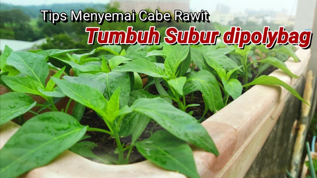Cara Semai Cabe Rawit Anti Gagal Di Tahun 2020 