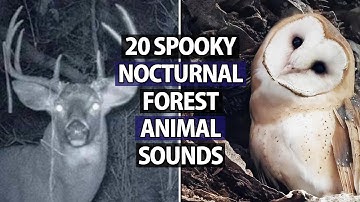 The Strange Sounds You