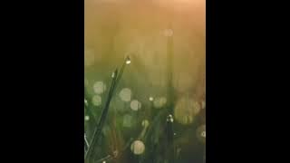 Suara inap fuul piyik