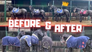 To the forest with the fantastic four! | Fan of Queen👑Uniek | Treatment for Glendy | Friesian Horses by Friesian Horses 18,817 views 4 weeks ago 11 minutes, 6 seconds