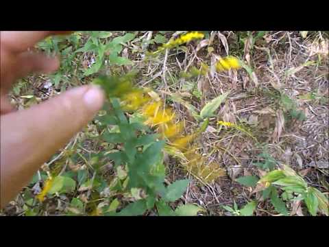 Video: Mga Placer Ng Ginto Ng Solidago. Kilala