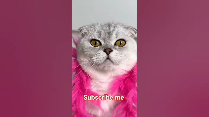 Video 11857801: cat funny pets