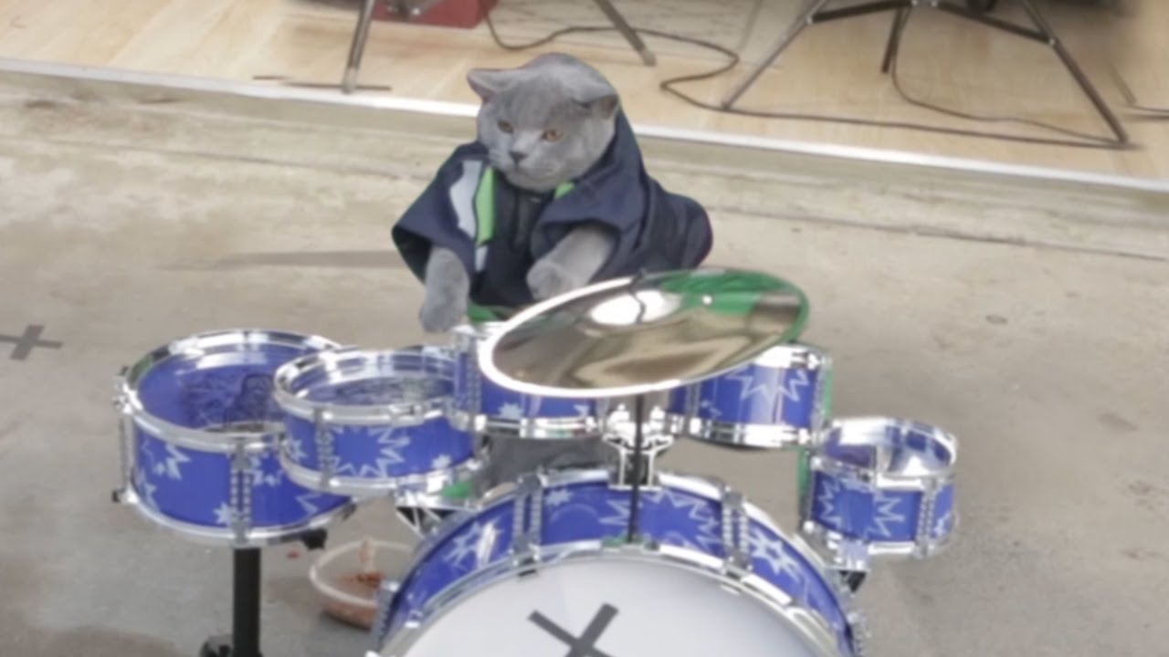  Cat  Drum  Solo YouTube