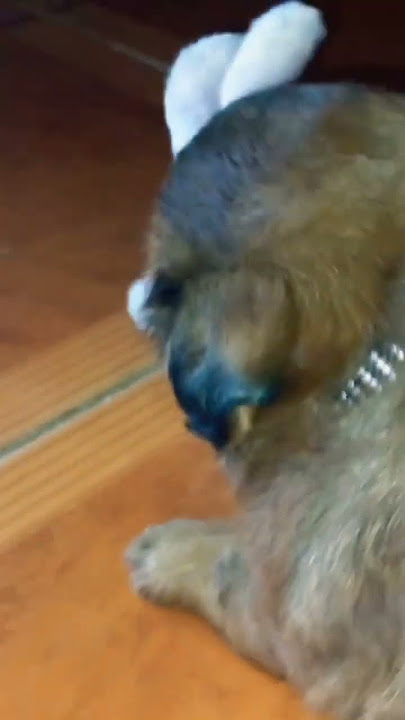 #my #puppy #beautiful #shihtzu #shortvideo