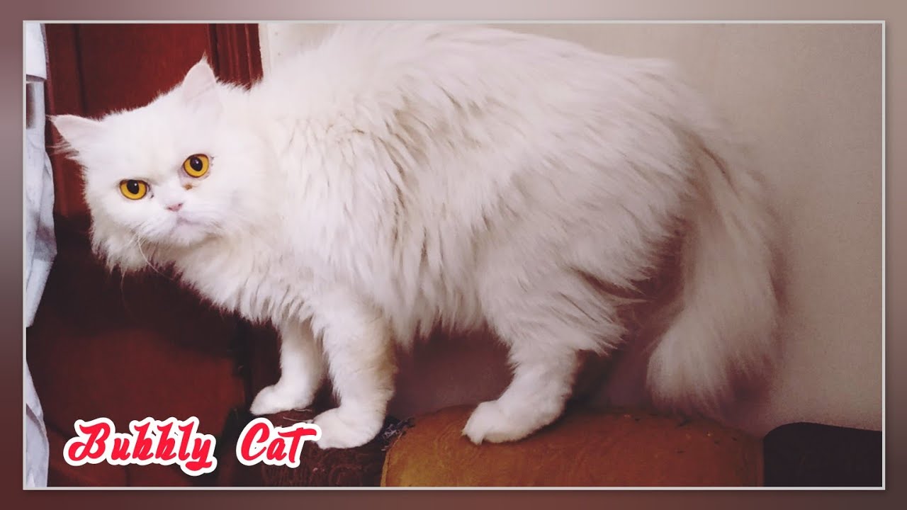 Chubby Kats 😍😀