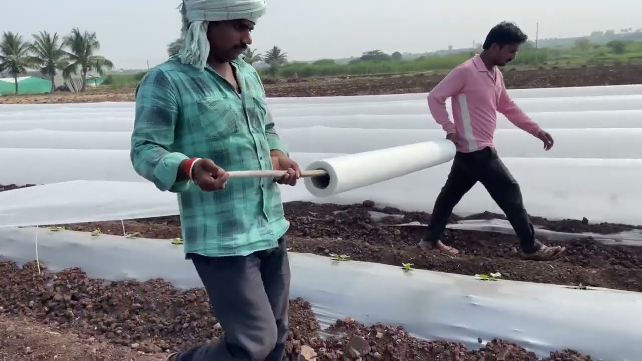 खरबूज क्रॉप कव्हर कसा टाकावा..? कधी टाकावा? का टाकावा..? कशासाठी टाकावा..? सर्व फायदे जाणून घ्या..