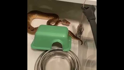 FEEDING OUR BALL PYTHON! | #shorts