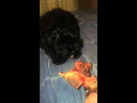 bones-enjoying-a-beef-neck-bone