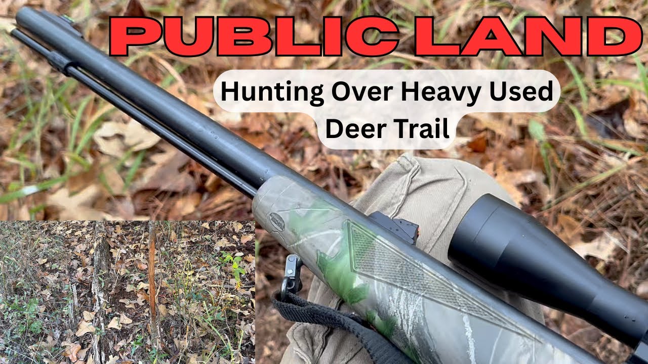 Охота на общедоступных землях с дульнозарядным ружьем ** Небольшой олень на расстоянии десяти ярд...