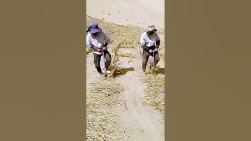 Sharing the process of planting straw in the desert to prevent sand