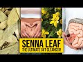 Senna Leaf: The Ultimate Gut Cleanser! | Yeyeo Botanica