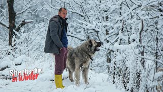 Shepherding in Winter - Part 2 (White Struggle) | Documentary ▫️4K▫️