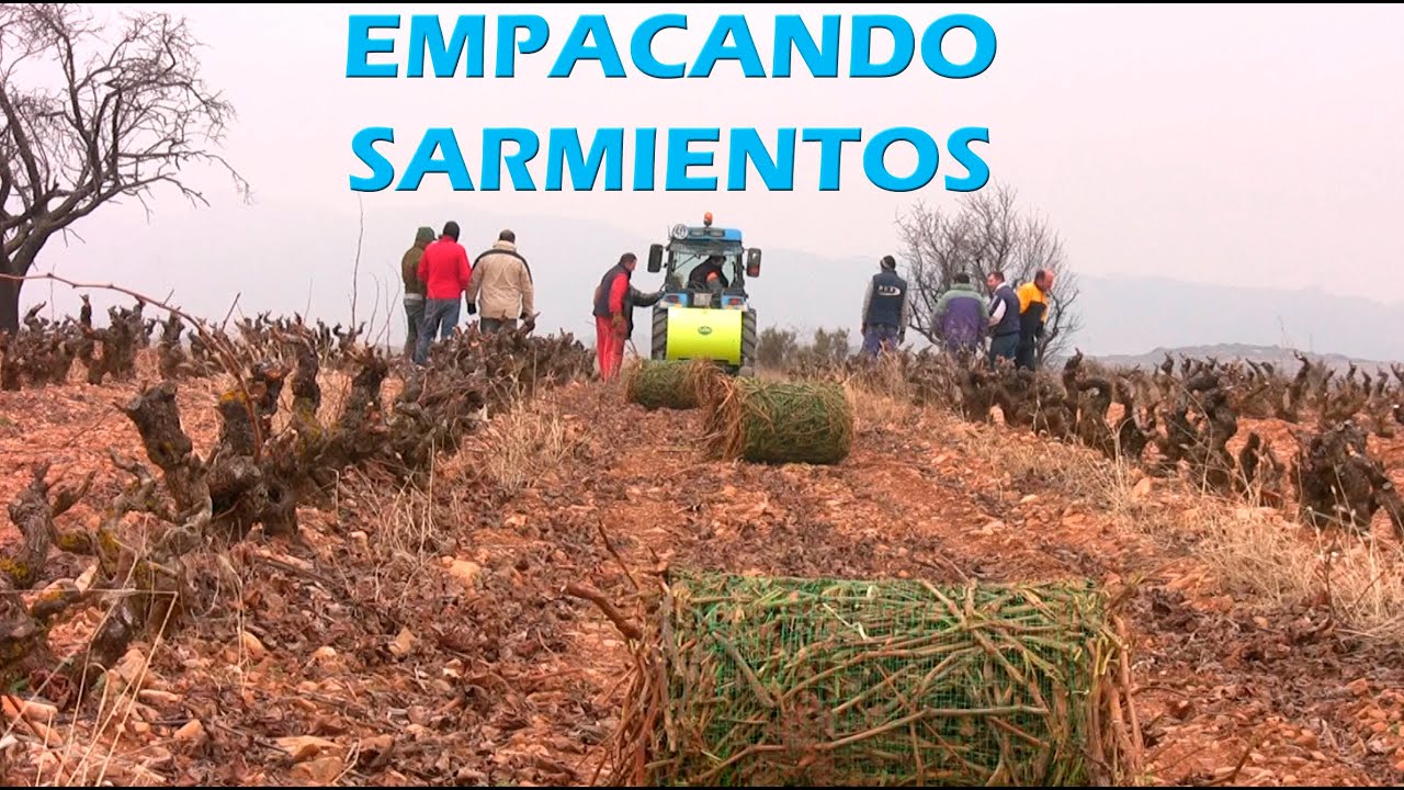 Empacando SARMIENTOS