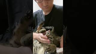 猫の寿命を伸ばす